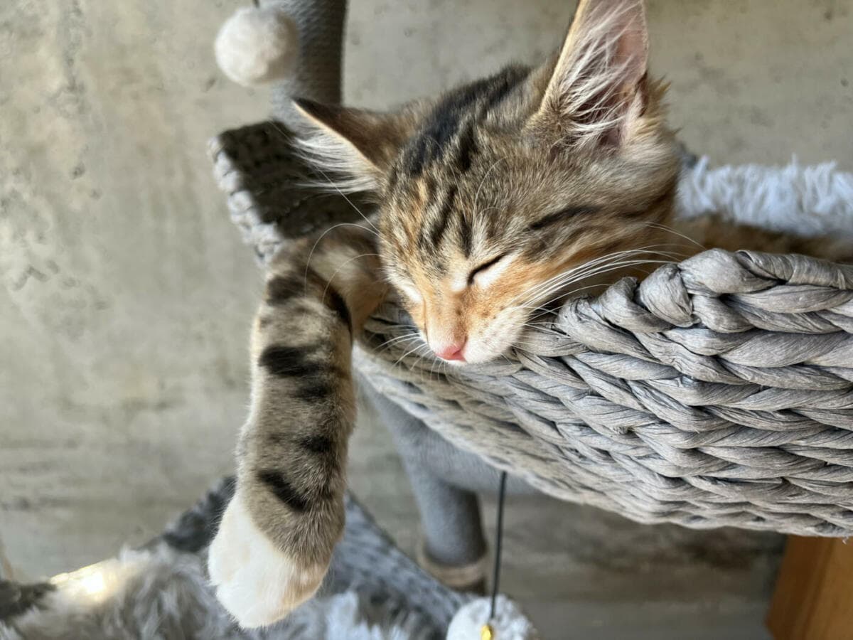 Getiegerte Katze schläft in einem Korb