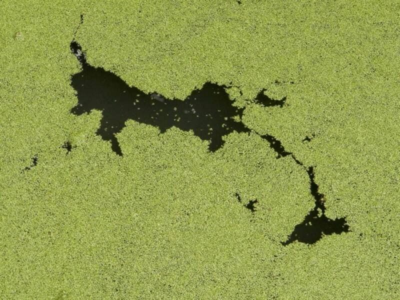 Grüne Invasion: So sagst du Algen mit natürlichen Hilfsmitteln den Kampf an