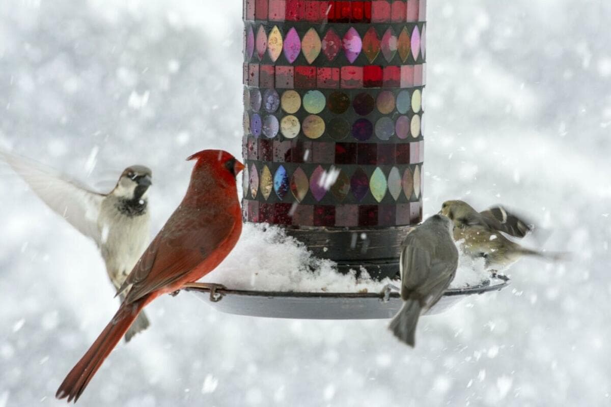 Gartenvögel im Winter richtig füttern: Deine Anleitung für die kalte Jahreszeit
