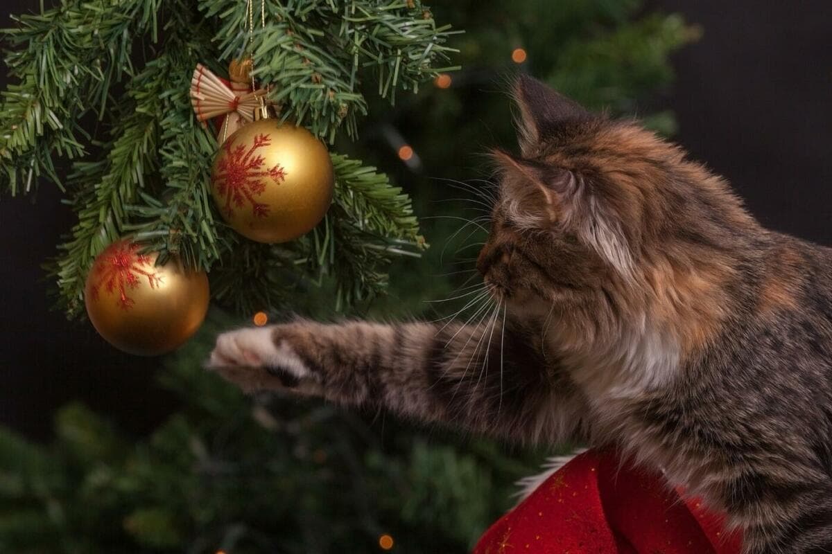 Katze spielt mit goldenen Christbaumkugeln am Weihnachtsbaum