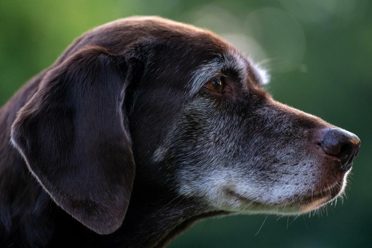 Brauner Labrador Portrait seitlich