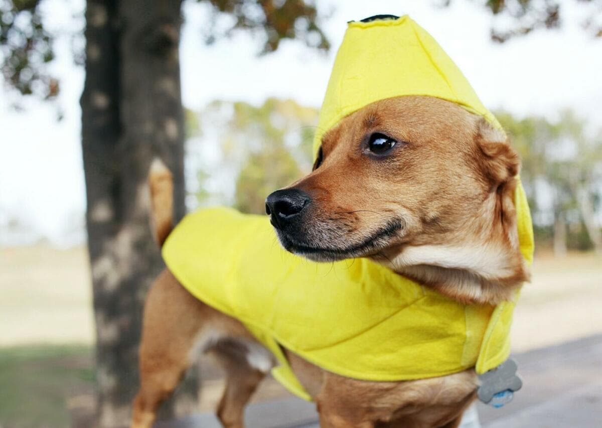 Brauner Hund im Bananenkostüm