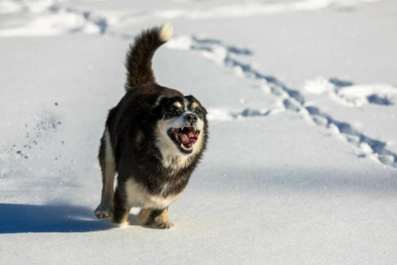 5 Aktivitäten für deinen Hund im Winter: Spaß und Bewegung trotz Kälte