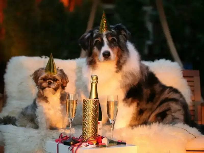 10 postanowień noworocznych dla miłośników zwierząt: Jak sprawić, by nowy rok był najlepszy dla Twojego pupila