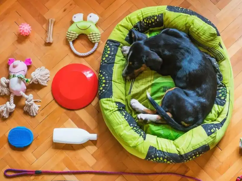 Czarny pies w łóżku otoczony zabawkami