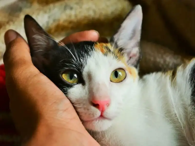 Hand stützt den Kopf einer Katze