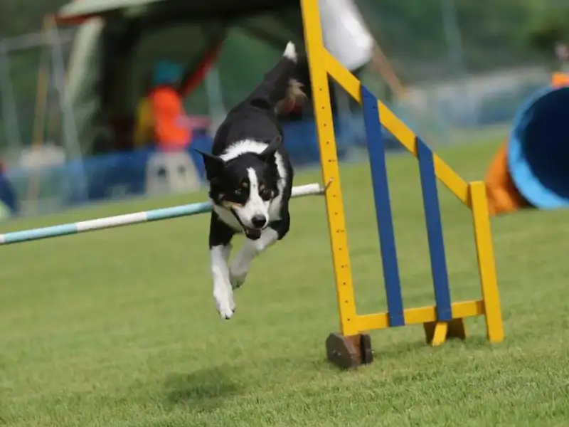 Border Collie jumps over obstacle