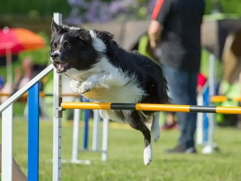 Agility Training for Dogs: A Dynamic Blend of Play and Skill