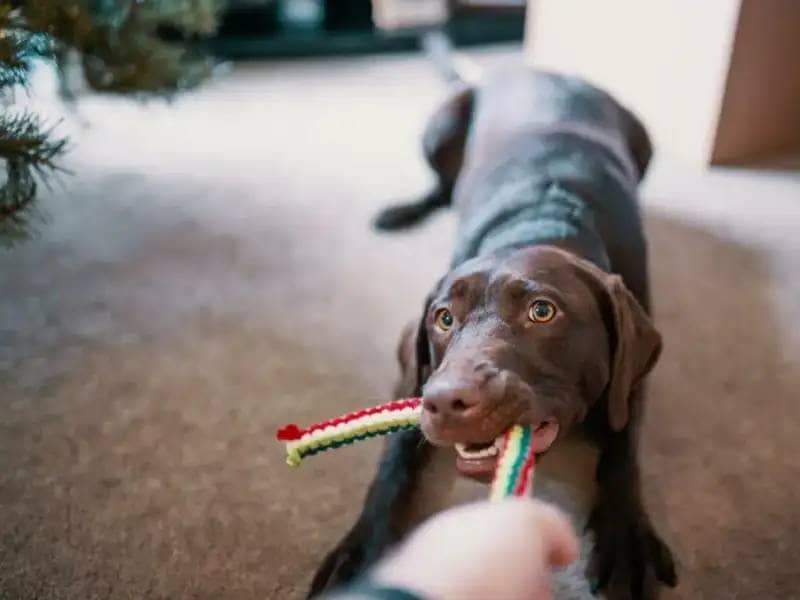 brown lab playing with rope toy
