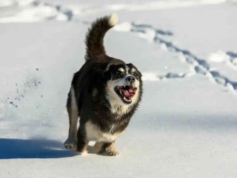 5 aktywności dla psa zimą: Zabawa i ćwiczenia mimo zimna