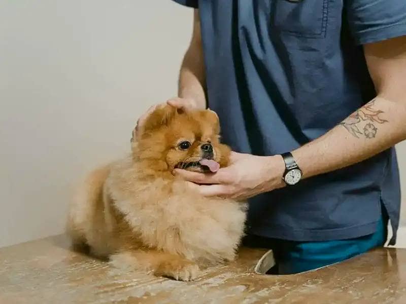 Veterinarian examines small dog