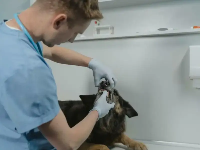 Veterinarian looks at the teeth of a dog