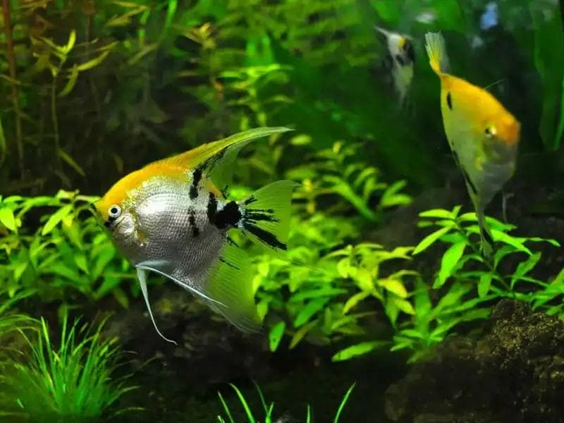 Dwie ryby z roślinami wodnymi