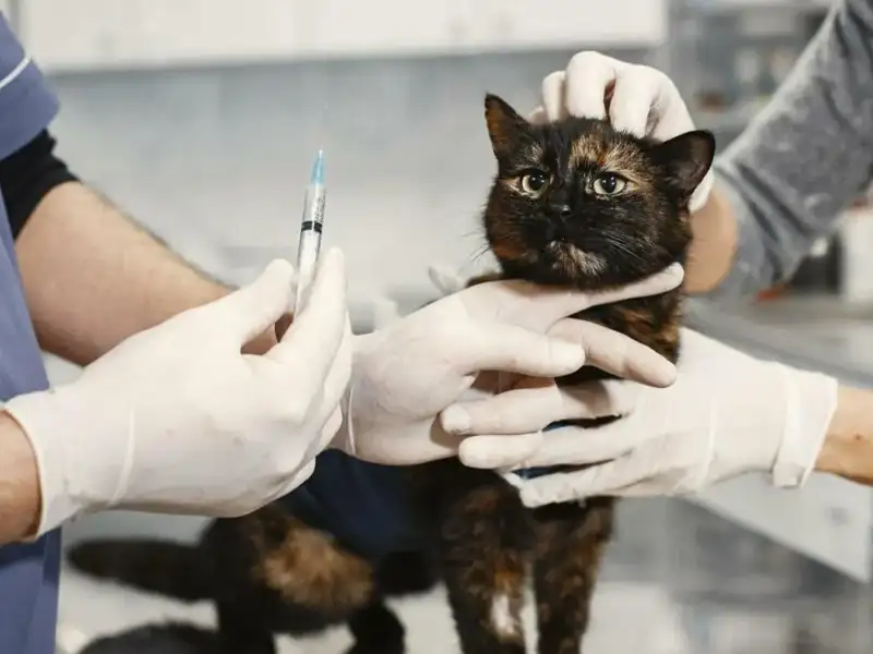 Cat at the vet gets an injection