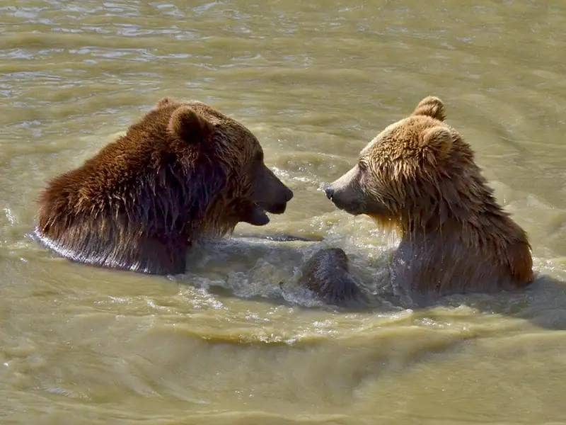 Two brown bears bathing