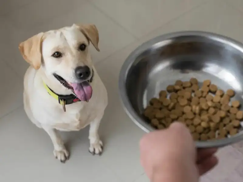 Labrador sitting on the floor looking at food bowl