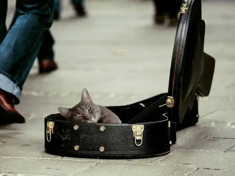 Katze liegt im Gitarrenkoffer