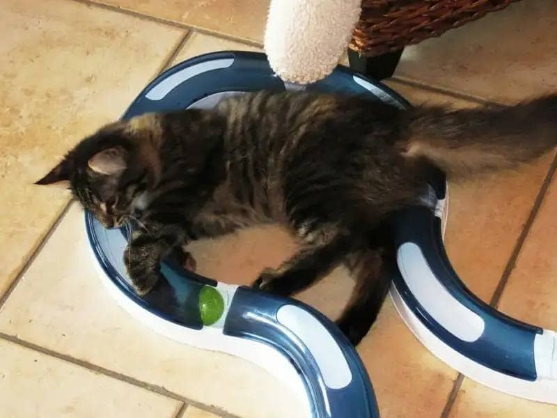 Cat playing with ball tunnel