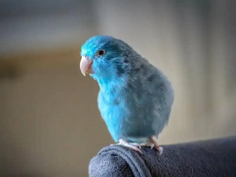Niebieska papuga siedzi na fotelu