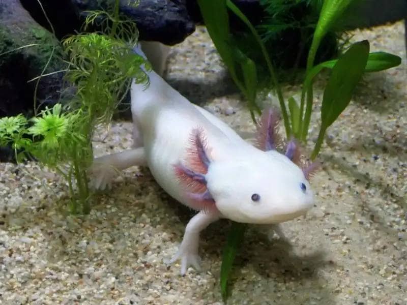White axolotl in the aquarium