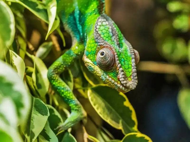 Green chameleon sits on branch