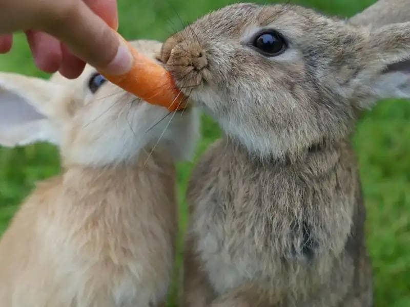 Zwei Kaninchen fressen eine Möhre