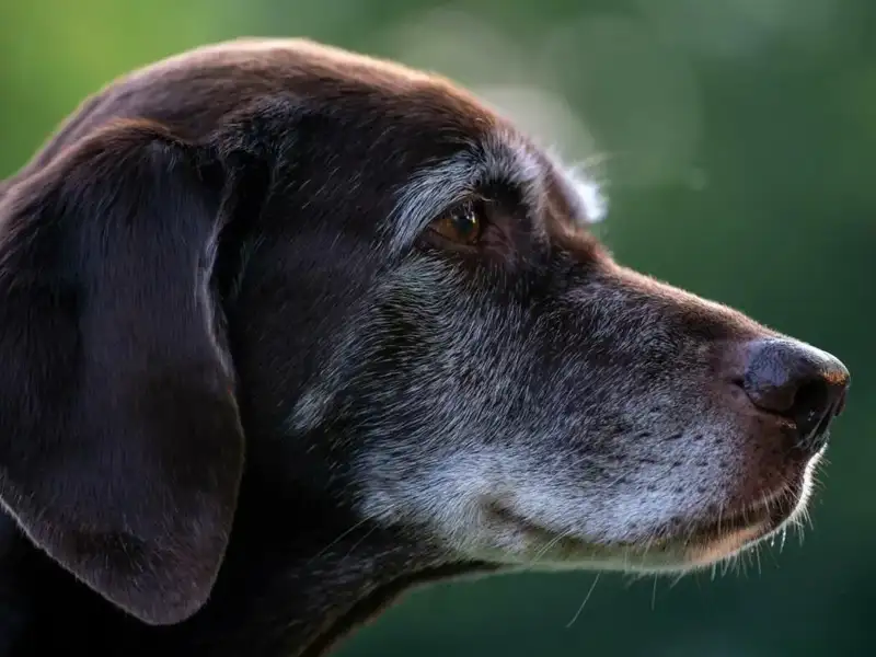 widok z boku portret brązowego labradora