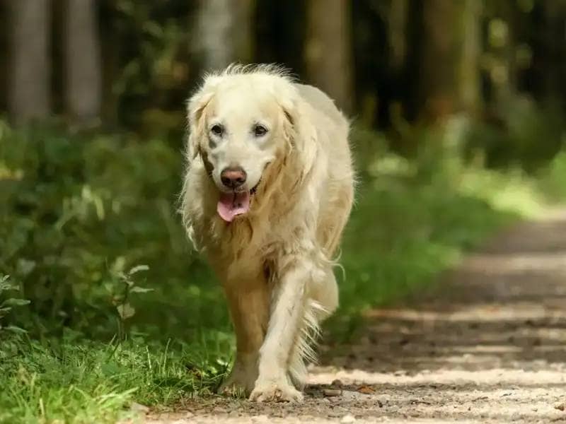 The Right Food for Older Dogs: Managing Weight Effectively