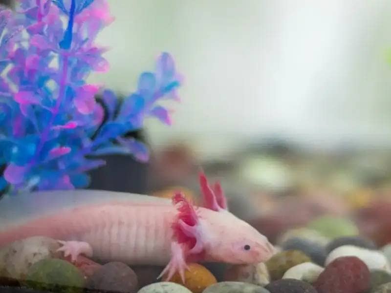 Axolotl in colorful fish tank