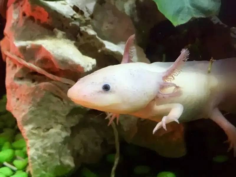 Axolotl im heimischen Aquarium