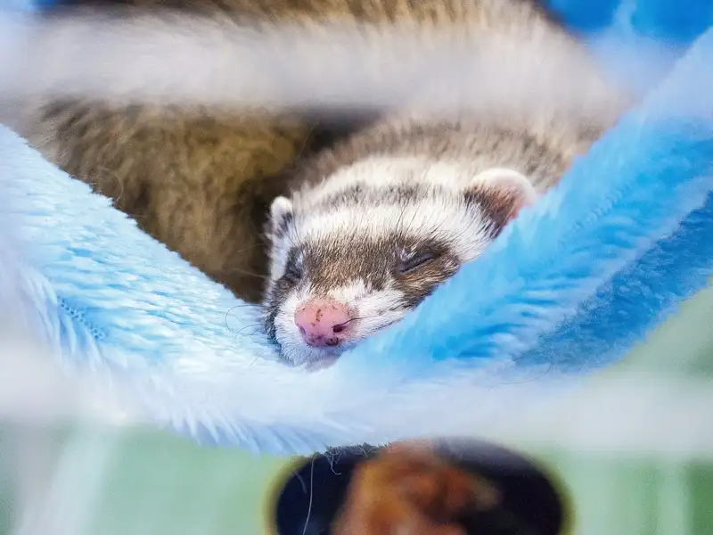 Ferret sleeping in a blue hammock
