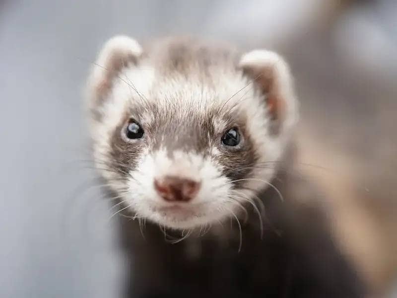 The Best Toys for Ferrets: Entertainment and Stimulation for Your Agile Friends