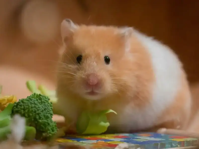 Kleiner Hamster sitzt neben Gemüse