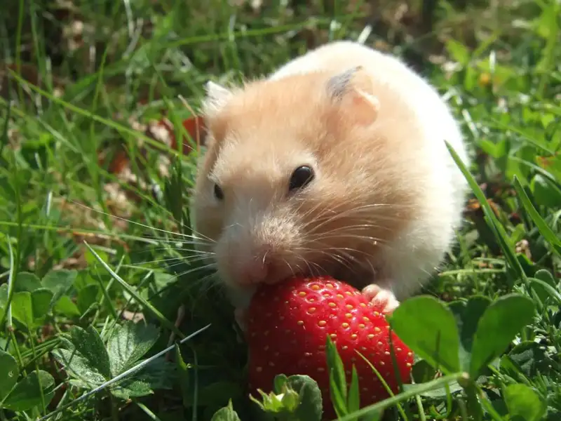 Kleiner Hamster knabbert an einer Erdbeere
