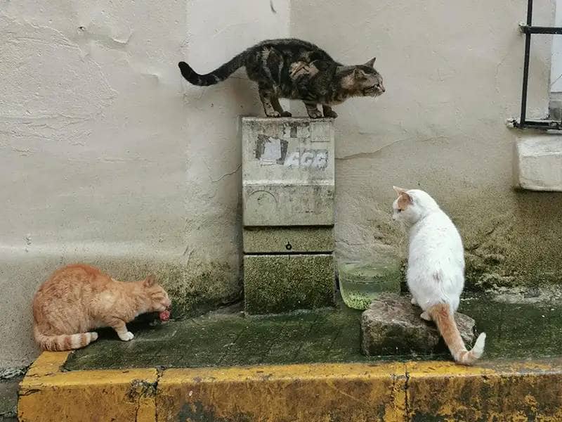 Drei Streunerkatzen machen Quatsch auf dem Gehweg