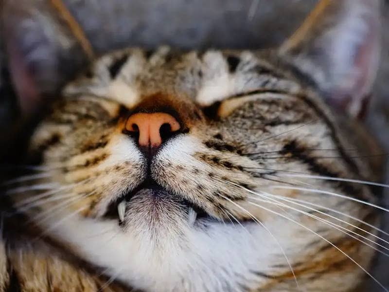 Kot tabby z dużymi zębami śpi - zbliżenie