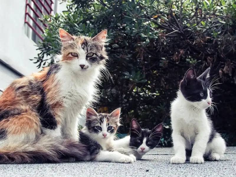 Stray cat and her kittens sit on the street