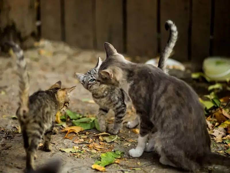 Grey stray cats sniff each other