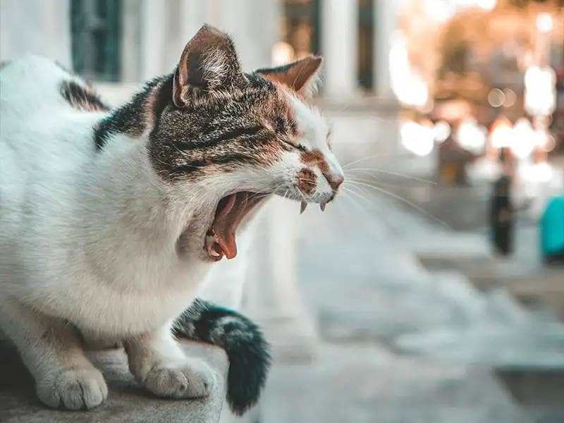 White spotted cat yawns