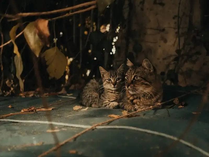 Matka kotka i jej kocię w ukryciu