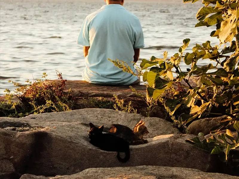 Mann und zwei Streunerkatzen sitzen an einem See