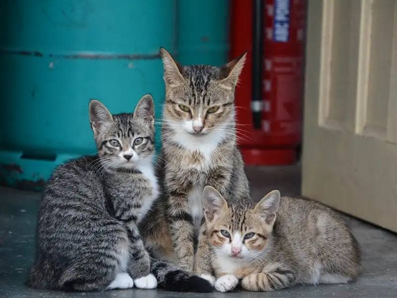 Trzy pręgowane bezpańskie koty patrzą w kamerę