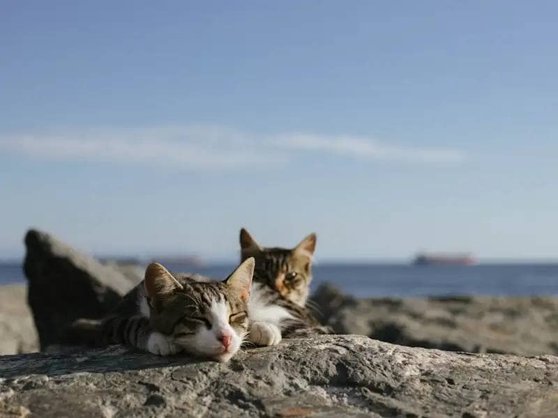 Two cats sunbathing on the rocky beach