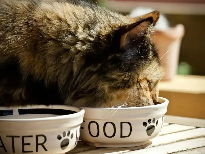 Brown cat eats from a bowl