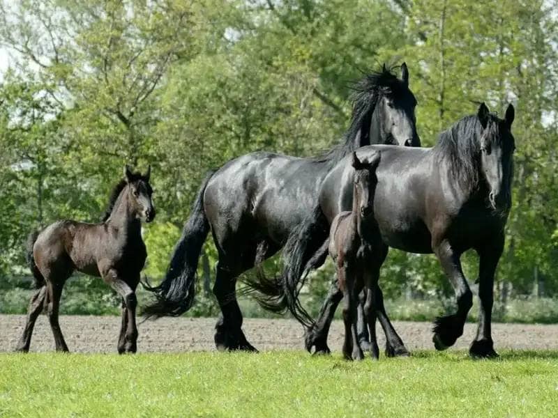 family of friesian horses on a meadow