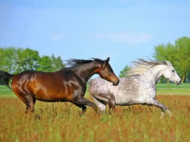 Brązowy i biały koń arabski galopujący po łące