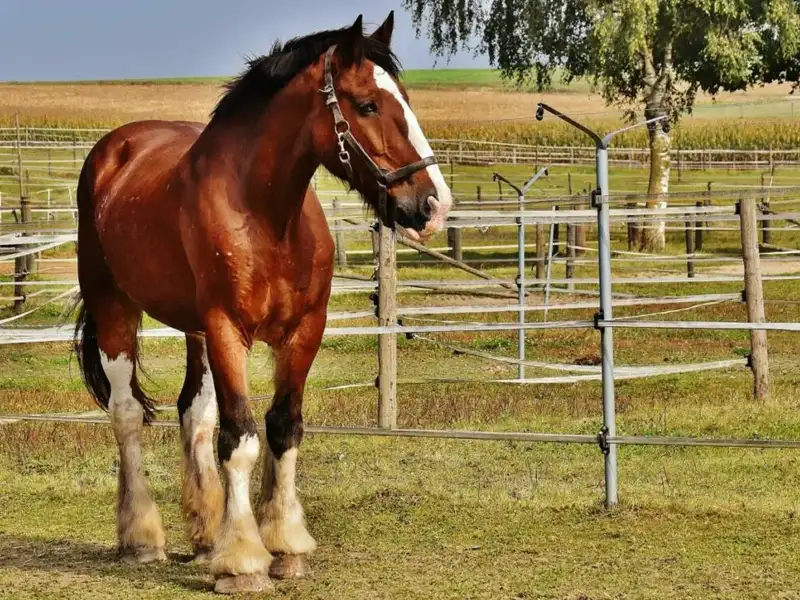 Shire horse on meadow