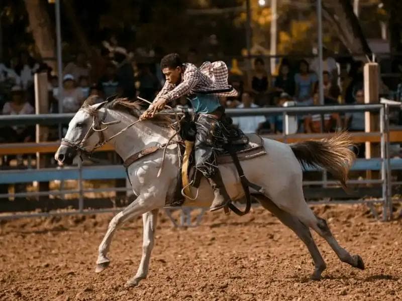 Quarter horse i dżokej na rodeo