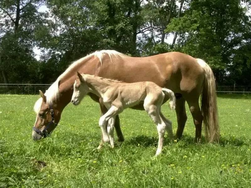 Haflinger mother and foal on a meadow