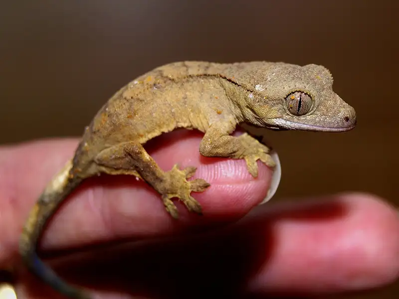 Lizards as pets - Crowned gecko